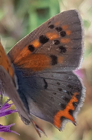 Lille Ildfugl, Lycaena phlaeas han mrk form med lange haler.  Prgomet, Splitsko-Dalmatinska, Kroatien d. 25 juli 2021. Fotograf; Camilla Mehl-Ludvigsen 