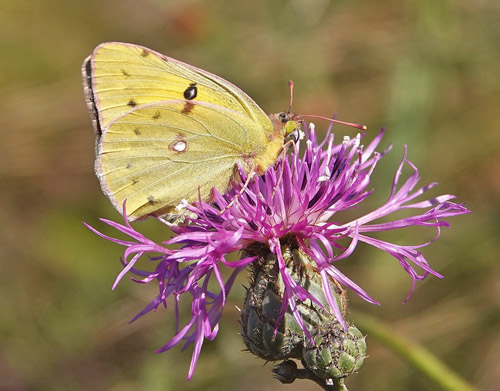 Lille Hsommerfugl, Colias chrysotheme. Fna?ele Suatu 350-400 m., Cluj, Rumnien d. 8 august 2021. Fotograf; Emil Bjerregrd