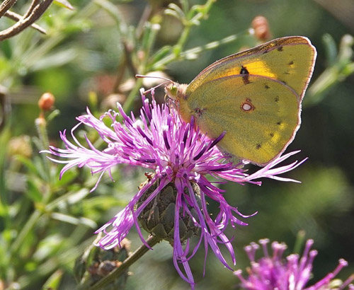 Lille Hsommerfugl, Colias chrysotheme. Fna?ele Suatu 350-400 m., Cluj, Rumnien d. 8 august 2021. Fotograf; Emil Bjerregrd