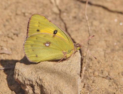 Lille Hsommerfugl, Colias chrysotheme. Fna?ele Suatu 350-400 m., Cluj, Rumnien d. 8 august 2021. Fotograf; Emil Bjerregrd