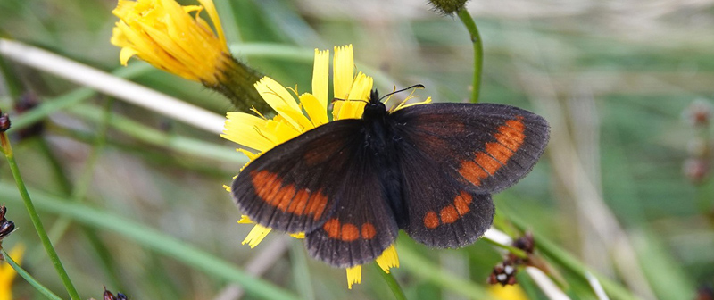 Sudeterbjergrandøje, Erebia sudetica ssp. iradnaensis. Vârful Vânatoarea lui Buteanu 1580 m., Arge?, Rumænien d. 3/8 2021. Fotogrtaf; Emil Bjerregård