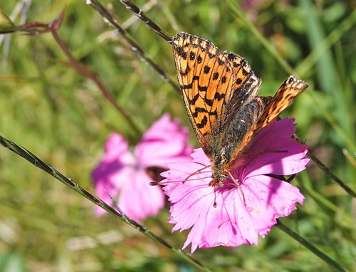 Alpeperlemorsommerfugl, Boloria pales ssp. carpathomeridionalis. Masivul Bucegi 2100 m., Bu?teni, Prahova & Dmbovi?a, Rumnien d. 1 august 2021. Fotograf; Emil Bjerregrd