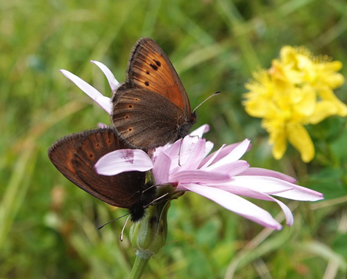 Lille Bjergrandøje, Erebia epiphron ssp. transsylvanica. Poiana Pelegii 1720 m., Retezat, Hunedoara, Rumænien d. 5 august 2021. Fotograf; Emil Bjerregård
