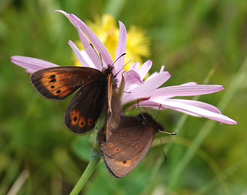 Lille Bjergrandøje, Erebia epiphron ssp. transsylvanica. Poiana Pelegii 1720 m., Retezat, Hunedoara, Rumænien d. 5 august 2021. Fotograf; Emil Bjerregård