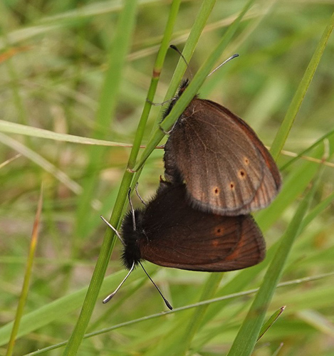 Lille Bjergrandøje, Erebia epiphron ssp. transsylvanica. Poiana Pelegii 1720 m., Retezat, Hunedoara, Rumænien d. 5 august 2021. Fotograf; Emil Bjerregård