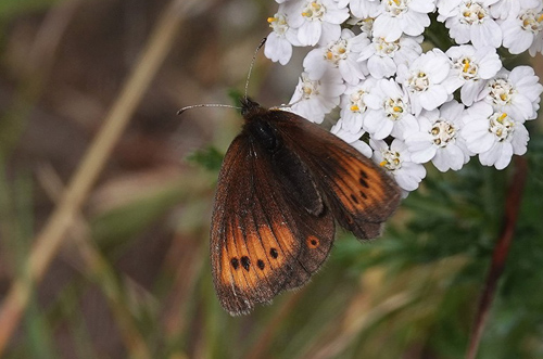 Lille Bjergrandøje, Erebia epiphron ssp. transsylvanica. Poiana Pelegii 1720 m., Retezat, Hunedoara, Rumænien d. 5 august 2021. Fotograf; Emil Bjerregård