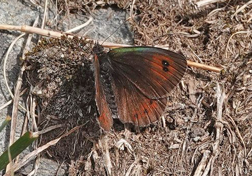 Balkan Messingbjergrandøje, Erebia neleus. Poiana Pelegii 1720 m., Retezat, Hunedoara, Rumænien d. 5 august 2021. Fotograf; Emil Bjerregård