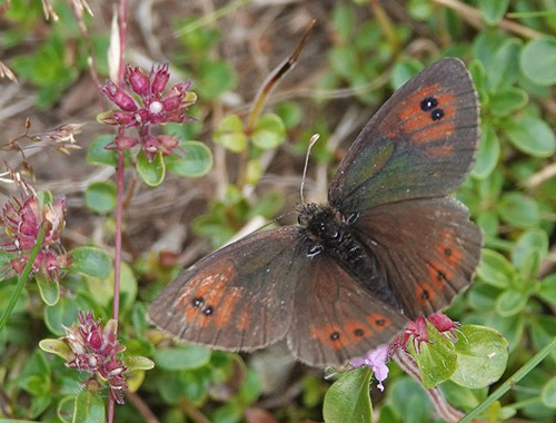 Balkan Messingbjergrandøje, Erebia neleus. Poiana Pelegii 1720 m., Retezat, Hunedoara, Rumænien d. 5 august 2021. Fotograf; Emil Bjerregård