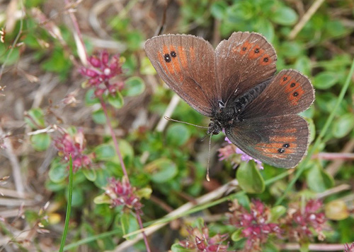Balkan Messingbjergrandøje, Erebia neleus. Poiana Pelegii 1720 m., Retezat, Hunedoara, Rumænien d. 5 august 2021. Fotograf; Emil Bjerregård