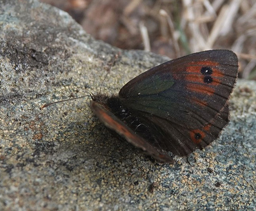 Balkan Messingbjergrandøje, Erebia neleus. Poiana Pelegii 1720 m., Retezat, Hunedoara, Rumænien d. 5 august 2021. Fotograf; Emil Bjerregård