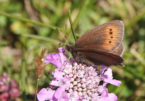 Lille Bjergrandøje, Erebia epiphron ssp. transsylvanica. Masivul Bucegi 2100 m., Bu?teni, Prahova & Dâmbovi?a, Rumænien d. 1 august 2021. Fotograf; Emil Bjerregård