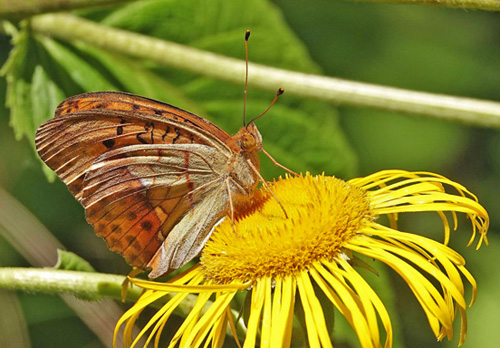 stlig Perlemorsommerfugl, Argynnis laodice. Bradeni (520 m), Rumnien d. 6 august - 2021. Fotograf; Emil Bjerregrd