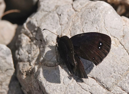 Balkan Klippebjergrandøje, Erebia melas. Vârful Arjana 1400 m., Retezat Mountains, Cara?-Severin, Rumænien d. 4 august 2021. Fotograf; Emil Bjerregård