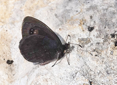 Balkan Klippebjergrandøje, Erebia melas. Vârful Arjana 1400 m., Retezat Mountains, Cara?-Severin, Rumænien d. 4 august 2021. Fotograf; Emil Bjerregård