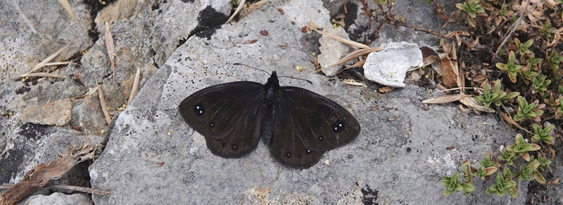 Balkan Klippebjergrandje, Erebia melas. Vrful Arjana 1400 m., Retezat Mountains, Cara?-Severin, Rumnien d. 4 august 2021. Fotograf; Emil Bjerregrd