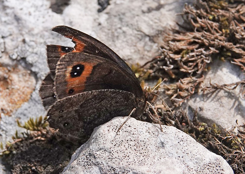 Balkan Klippebjergrandøje, Erebia melas. Vârful Arjana 1400 m., Retezat Mountains, Cara?-Severin, Rumænien d. 4 august 2021. Fotograf; Emil Bjerregård