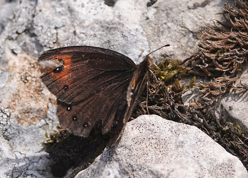 Balkan Klippebjergrandøje, Erebia melas. Vârful Arjana 1400 m., Retezat Mountains, Cara?-Severin, Rumænien d. 4 august 2021. Fotograf; Emil Bjerregård