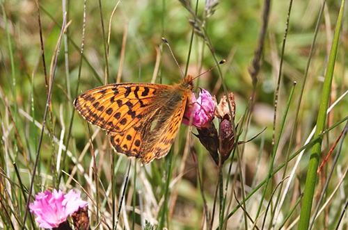 Alpeperlemorsommerfugl, Boloria pales ssp. carpathomeridionalis. Masivul Bucegi 2100 m., Bu?teni, Prahova & Dmbovi?a, Rumnien d. 1 august 2021. Fotograf; Emil Bjerregrd