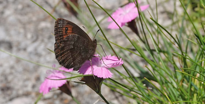 Sølvbåndet Skovbjergrandøje, Erebia pronoe ssp. regalis. Masivul Bucegi 2100 m., Bu?teni, Prahova & Dâmbovi?a, Rumænien d. 1 august 2021. Fotograf; Emil Bjerregård