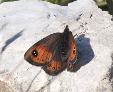 Silkebjergrandje, Erebia gorge ssp. fridericikoenigi. Arges & ?aua Paltinu 2340 m., Sibiu, Rumnien d. 9 august 2021. Fotograf; Emil Bjerregrd