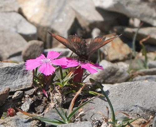 Silkebjergrandøje, Erebia gorge ssp. fridericikoenigi. Arges & ?aua Paltinu 2340 m., Sibiu, Rumænien d. 9 august 2021. Fotograf; Emil Bjerregård