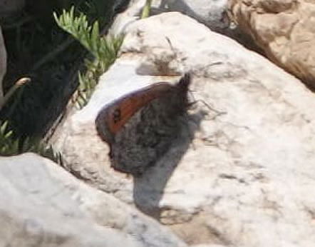 Silkebjergrandøje, Erebia gorge ssp. fridericikoenigi. Arges & ?aua Paltinu 2340 m., Sibiu, Rumænien d. 9 august 2021. Fotograf; Emil Bjerregård