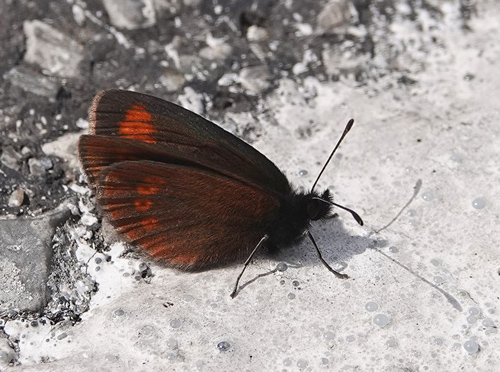 Sudeterbjergrandøje, Erebia sudetica ssp. iradnaensis. Vârful Vânatoarea lui Buteanu 1580 m., Arge?, Rumænien d. 3/8 2021. Fotogrtaf; Emil Bjerregård