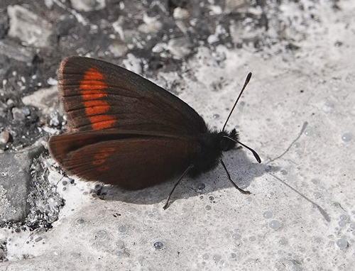 Sudeterbjergrandøje, Erebia sudetica ssp. iradnaensis. Vârful Vânatoarea lui Buteanu 1580 m., Arge?, Rumænien d. 3/8 2021. Fotogrtaf; Emil Bjerregård
