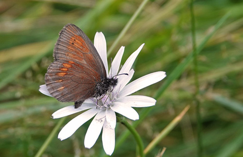 Gulplettet Bjergrandje, Erebia manto ssp. trajanus, Vrful Vnatoarea lui Buteanu 1580 m., Arges, Rumnien d. 3/8 – 2021. Fotogrtaf; Emil Bjerregrd