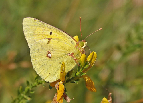 Donau-Hsommerfugl, Colias myrmidone. Cluj, Rumnien d. 7 august - 2021. Fotograf; Emil Bjerregrd 