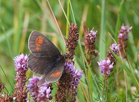 Gulplettet Bjergrandje, Erebia manto ssp. trajanus, Vrful Vnatoarea lui Buteanu 1580 m., Arges, Rumnien d. 3/8 – 2021. Fotogrtaf; Emil Bjerregrd