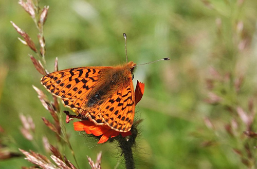 Alpeperlemorsommerfugl, Boloria pales ssp. carpathomeridionalis. Masivul Bucegi 2100 m., Bu?teni, Prahova & Dmbovi?a, Rumnien d. 1 august 2021. Fotograf; Emil Bjerregrd