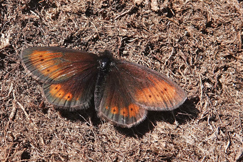 Lille Bjergrandje, Erebia epiphron ssp. transsylvanica. Masivul Bucegi 2100 m., Bu?teni, Prahova & Dmbovi?a, Rumnien d. 1 august 2021. Fotograf; Emil Bjerregrd