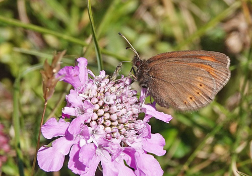 Lille Bjergrandøje, Erebia epiphron ssp. transsylvanica. Masivul Bucegi 2100 m., Bu?teni, Prahova & Dâmbovi?a, Rumænien d. 1 august 2021. Fotograf; Emil Bjerregård