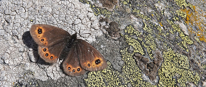 Brunkllet Skovbjergrandje, Erebia medusa. ssp. psodea. Masivul Bucegi 2100 m., Bu?teni, Prahova & Dmbovi?a, Rumnien d. 1 august 2021. Fotograf; Emil Bjerregrd