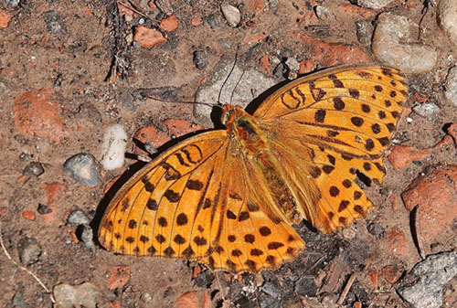 stlig Perlemorsommerfugl, Argynnis laodice. Bradeni (520 m), Rumnien d. 6 august - 2021. Fotograf; Emil Bjerregrd