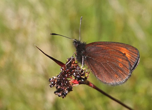 Lille Bjergrandje, Erebia epiphron ssp. transsylvanica. Masivul Bucegi 2100 m., Bu?teni, Prahova & Dmbovi?a, Rumnien d. 1 august 2021. Fotograf; Emil Bjerregrd