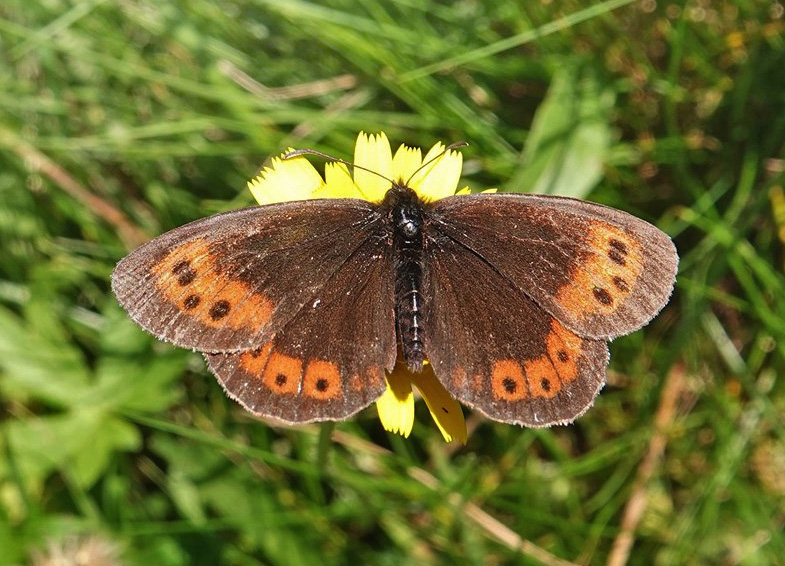 Lille Skovbjergrandje, Erebia euryale ssp. syrmia. Masivul Bucegi 1550 m., Bu?teni, Prahova & Dmbovi?a, Rumnien d. 1 august 2021. Fotograf; Emil Bjerregrd