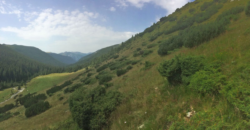 Poiana Pelegii 1720 m., Retezat, Hunedoara, Rumænien d. 5 august 2021. Fotograf; Emil Bjerregård