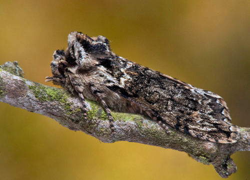 Ekgulhornspinnare / Maj-Halvspinder. Polyploca ridens. Öland, Sverige d. 8 maj 2021. Fotograf; Håkan Johansson
