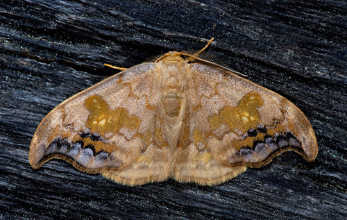 Vasspetsad sikelvinge / Lindeseglvinge. Sabra harpagula. Småland, Sverige d. 21 juni 2021. Fotograf; Håkan Johansson