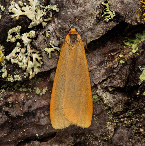 Vaxgul lavspinnare, Eilema (Setema) cereola. Västmanland, Sverige d. 26 juli 2021. Fotograf; Håkan Johansson