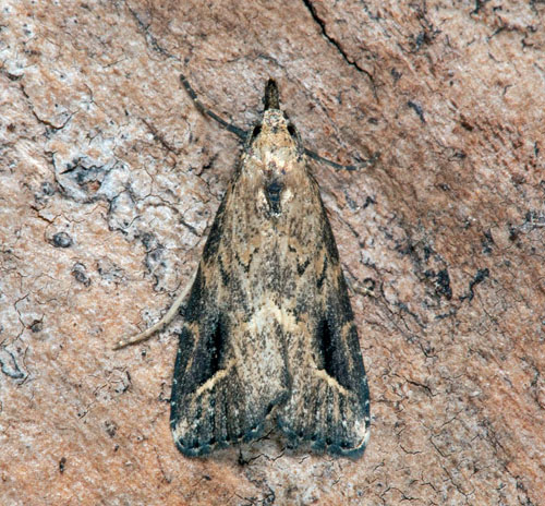 Snedstreckat mottfly / Streg-Snudeugle, Schrankia costaestrigalis. Öland, Sverige d. 14 august 2021. Fotograf; Håkan Johansson