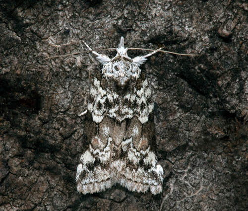 Slgfotslpare / Pile-Skulderdvrg, Nycteola degenerana. Smland, Sverige d. 10 maj 2021. Fotograf; Hkan Johansson