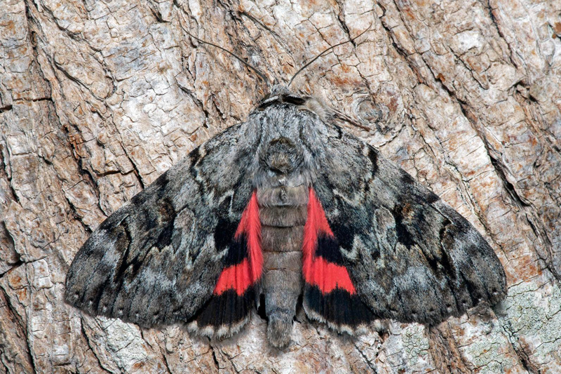 Stenfrgat ordensfly, Catocala electa. ssby, land, Sverige d. 8 august 2021. Fotograf; Hkan Johansson Stort tack Mats Lindeborg fr visning av fjrilen.