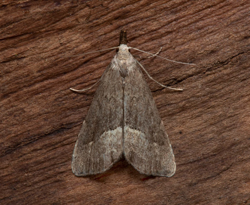 Tvärstreckat mottfly / Tofarvet-Snudeugle, Schrankia taenialis. Öland, Sverige d. 4 oktober 2021. Fotograf; Håkan Johansson