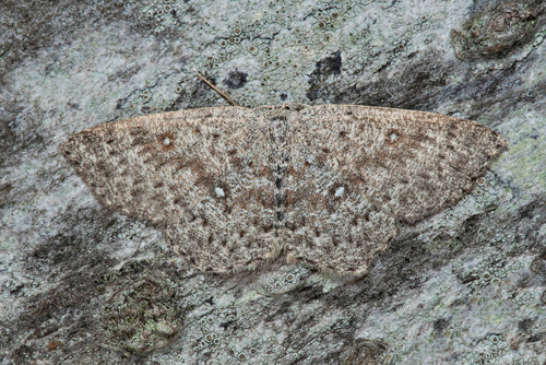 Pilgördelmätare / Pileringmåler, Cyclophora pendularia. Öland, Sverige d. 11 juni 2021. Fotograf; Håkan Johansson