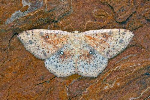 Brunvattrad Gördelmätare / Grumset Egeringmåler, Cyclophora porata. Blekinge, Sverige d. 18 juli 2021. Fotograf; Håkan Johansson