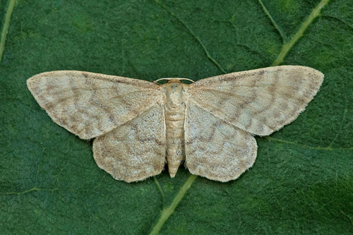 Sidenlövmätare, Idaea dilutaria. Skåne, Sverige d. 26 juli 2021. Fotograf; Håkan Johansson