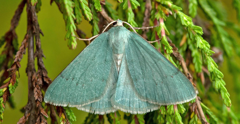 Daggig ginstmtare / Grn Vissemler, Pseudoterpna pruinata. Halland, Sverige d. 6 juli 2021. Fotograf; Hkan Johansson